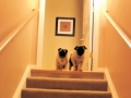 pugs20150701