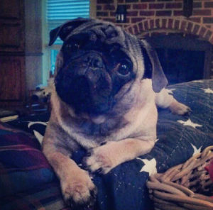 tobythepug120917