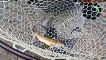 Mom's catch colorado20150722