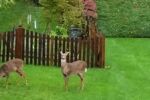 The Deer like to graze on the lawn across the street from our house. Bambi & Friends