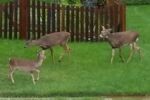 Looks like a buck, a doe and their offspring. The Family