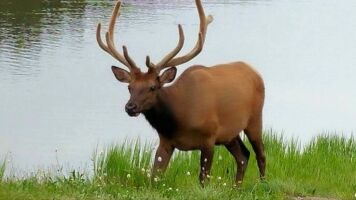 Saw a lot of elk elk20150701