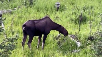 Local moose moose20150701