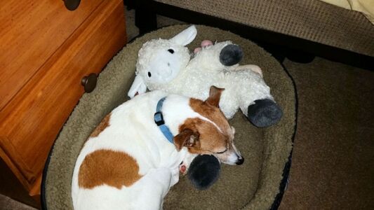 Piggy guarding her sheep. There's a little one hiding behind the big one she's using as a pillow. Sheep Dog