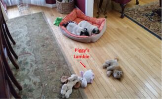 Crime Scene puggery20150714
