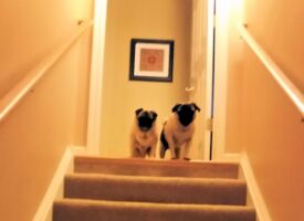 Where's our Mom?? pugs20150701