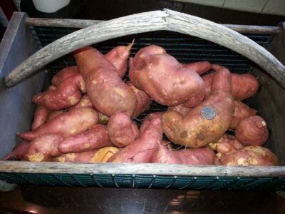 From our garden. Sweet Potatoes