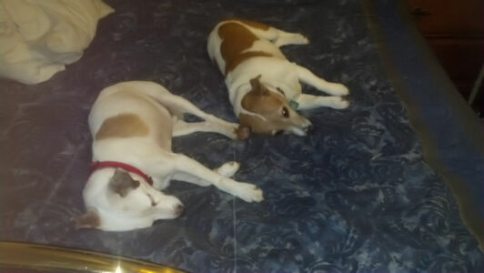 Gunston was 13 years old this month; Peggy was 12 years old in February 2014