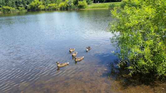 Neighborhood Ducks
