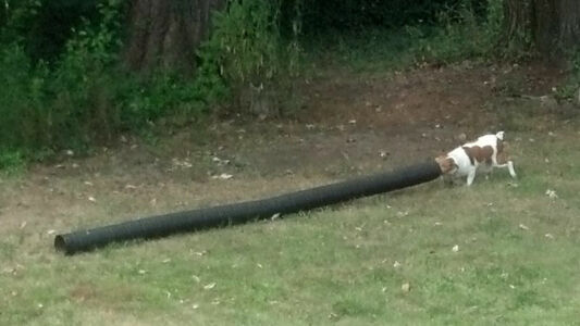 There's a ball in there