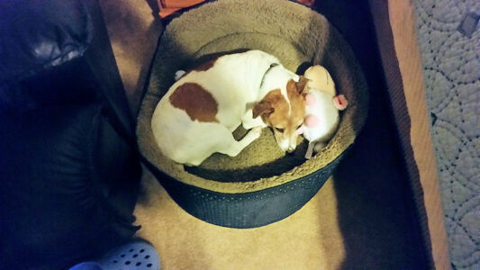 Piggy and her Counting Sheep testing her new bed