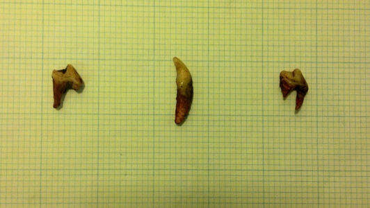 Piggy the dog was 12 years old this month. She celebrated by going to the doggy dentist and having three teeth extracted