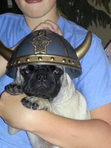 Toby, the Viking Pug