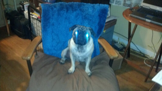 Toby the Demon Pug