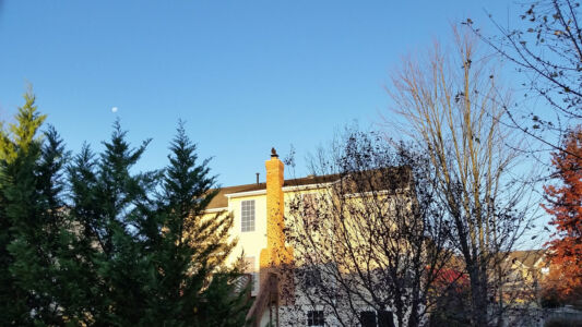 It's a Turkey Buzzard