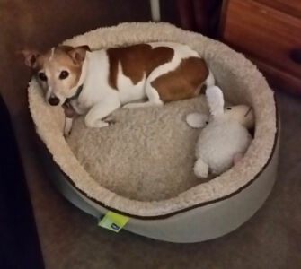 Piggy's new bed