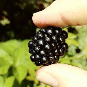 Blackberry