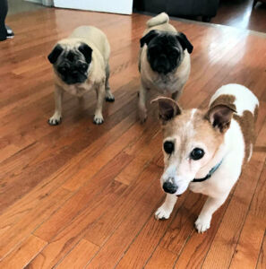 Why can't we go to the reunion too?