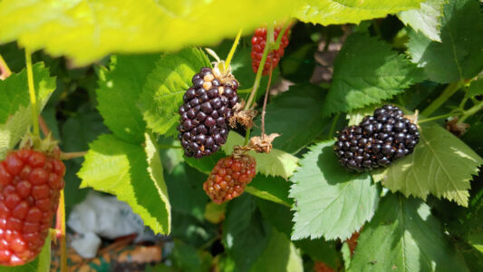 Giant Blackberries