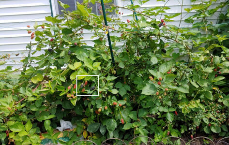 The Blackberry Patch