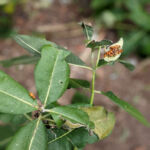 Milkweed Bugs
