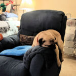 Cosmo performing his Sloth impersonation