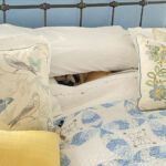 Find the dog in this picture!