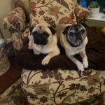 The Pugs