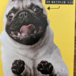 Cosmo can relate to this!