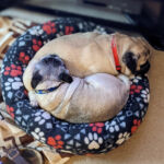 Pug Circle