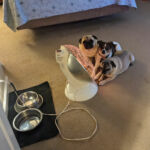 It's a Three Dog Night!