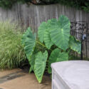 Elephant Ears