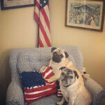 Pug Patriots