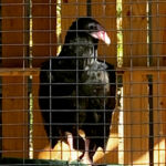Female Turkey Buzzard