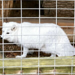 Arctic Fox