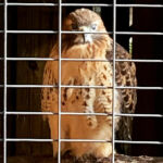 Red Tail Hawk (female)